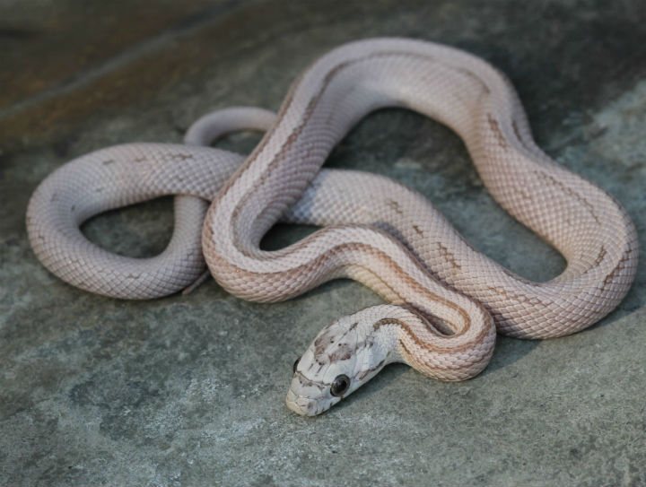 Striped Ghost Corn Snake